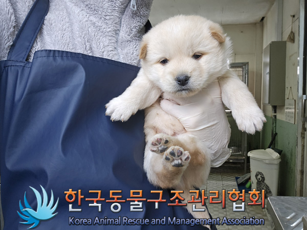 한국동물구조관리협회_441406202402120